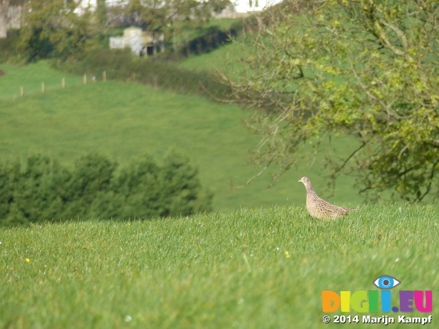 FZ009261 Female common Pheasants (Phasisnus colchicus) in field